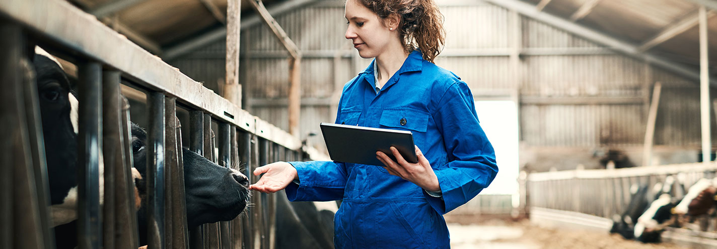 A lady holding a tablet in blue overalls putting her hand to a cow in a cow shed