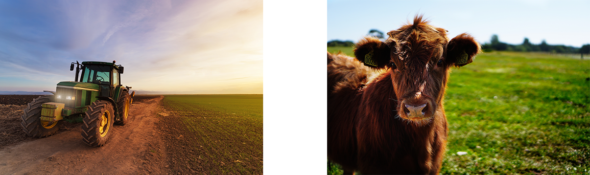 Tractor and Cow