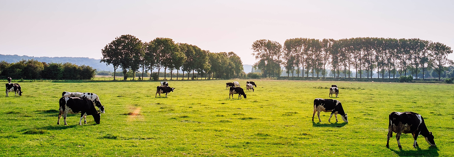 Gwobrau Lantra Cymru 2020