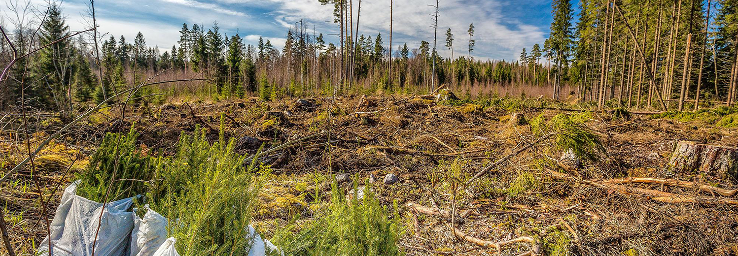 woodland site for planting trees