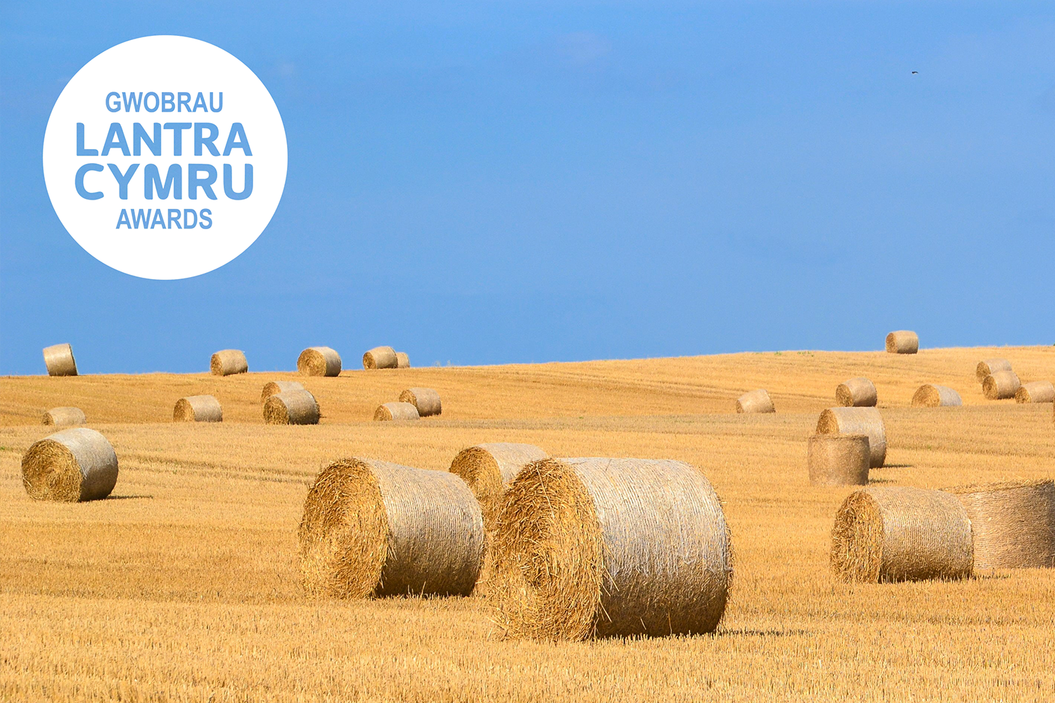 Haybales in field