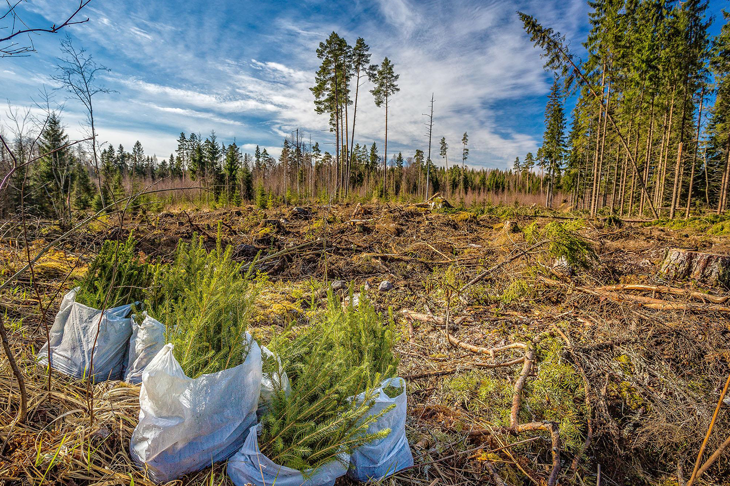 woodland site for planting trees