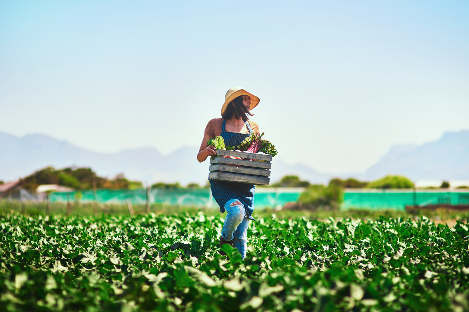 Woman picking vegetables in a field