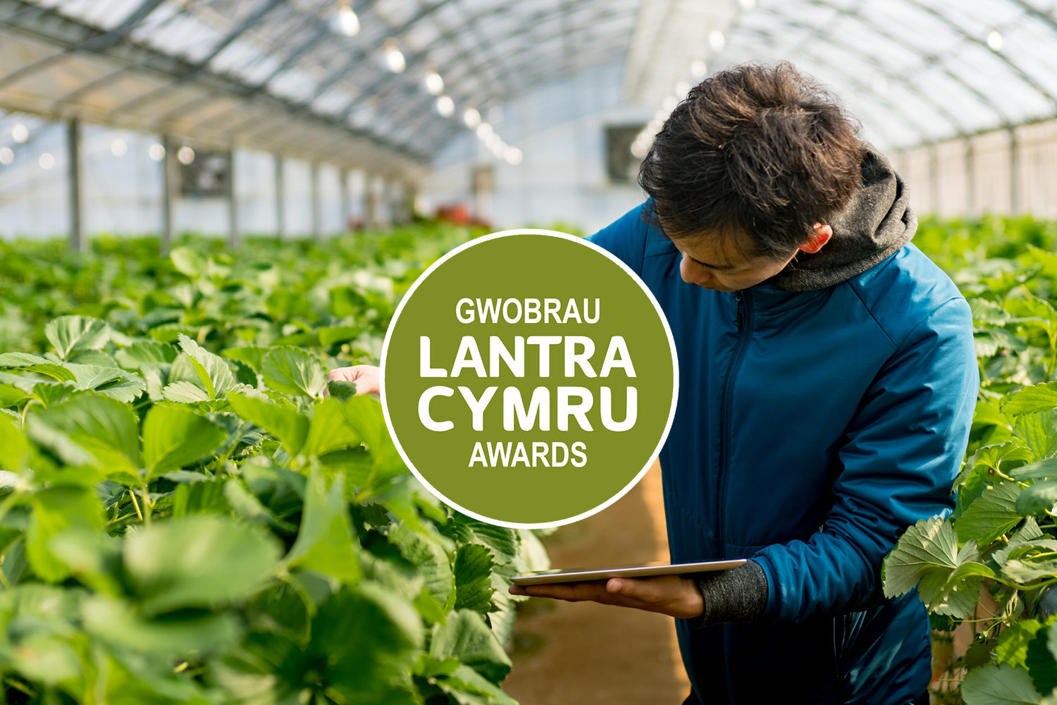 A young horticulture student in a blue coat checking strawberry plants in a large horticulture greenhouse