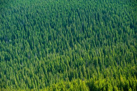 Forestry background image