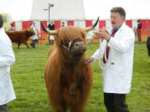 A man displaying a highland cow at a rural event